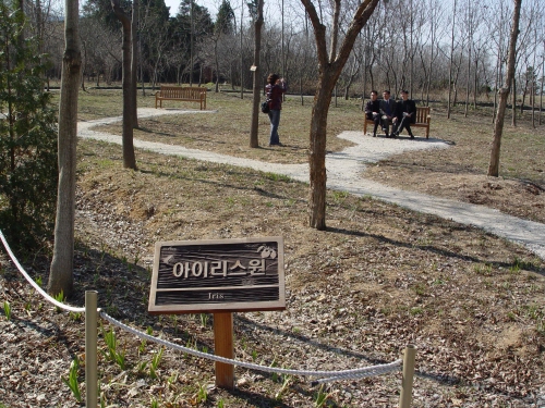 아직은 꽃이 피지 않은 아이리스원 입니다. 그래도 새싹들은 꽃을 준비하고 있을것입니다. 